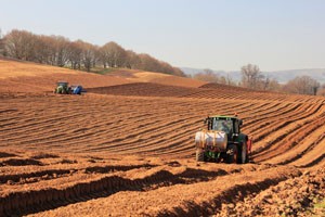 Planting Potatoes